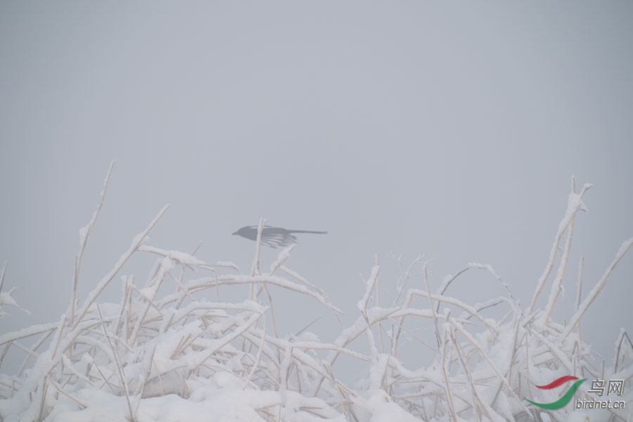 DSC00697.jpg