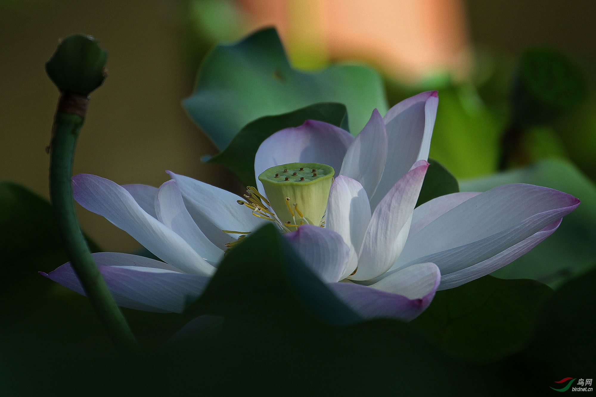 IMG_6710.jpg