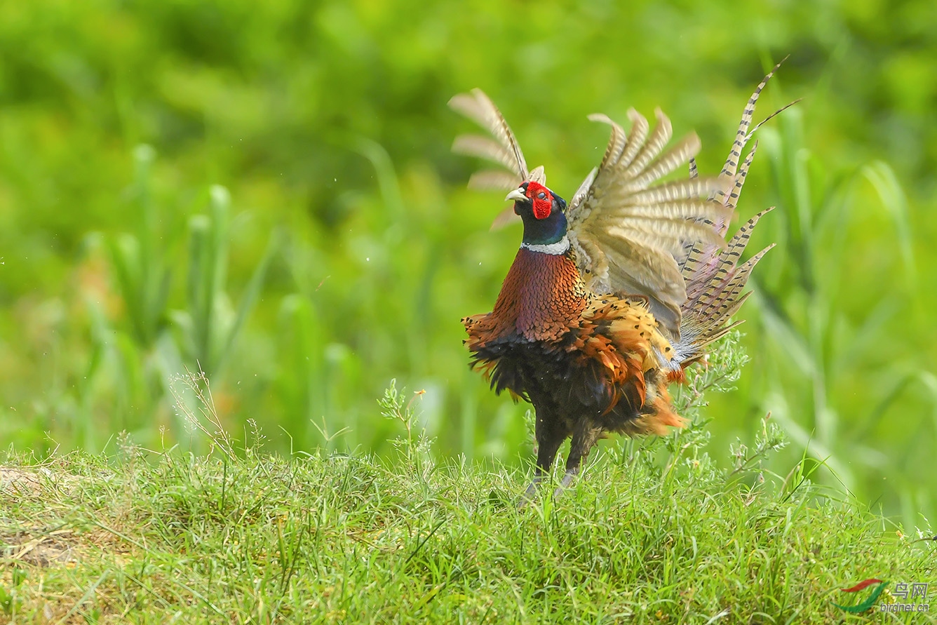 DSC_4129-2.jpg
