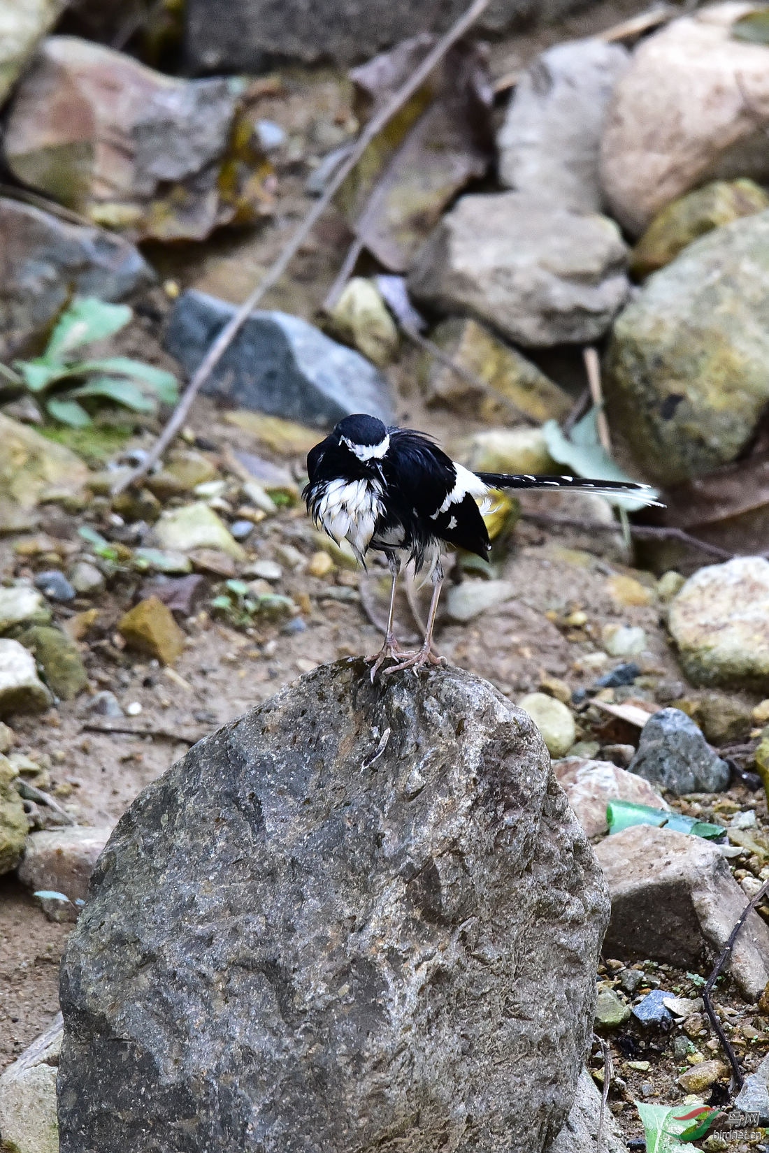 DSC_1101.JPG