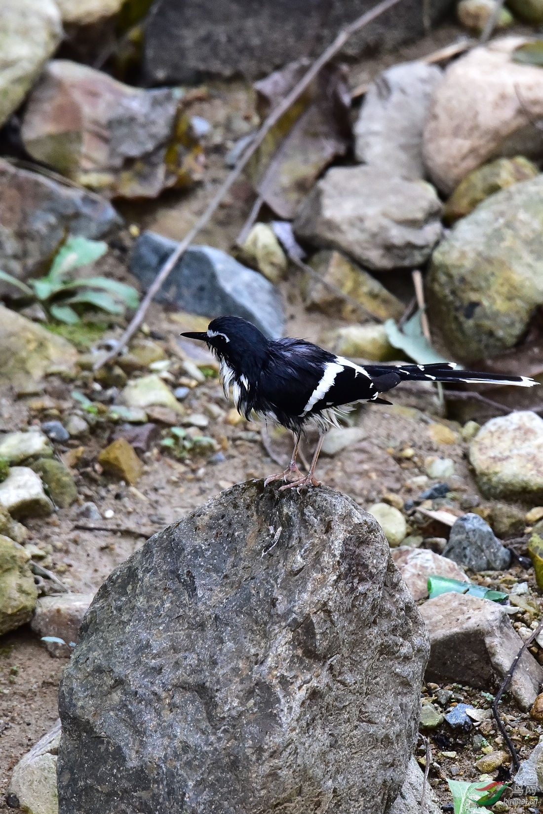 DSC_1103.JPG