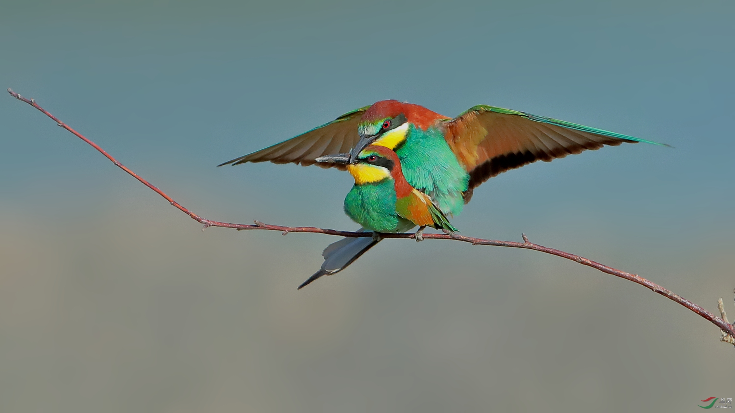 黄喉蜂虎激情燃烧