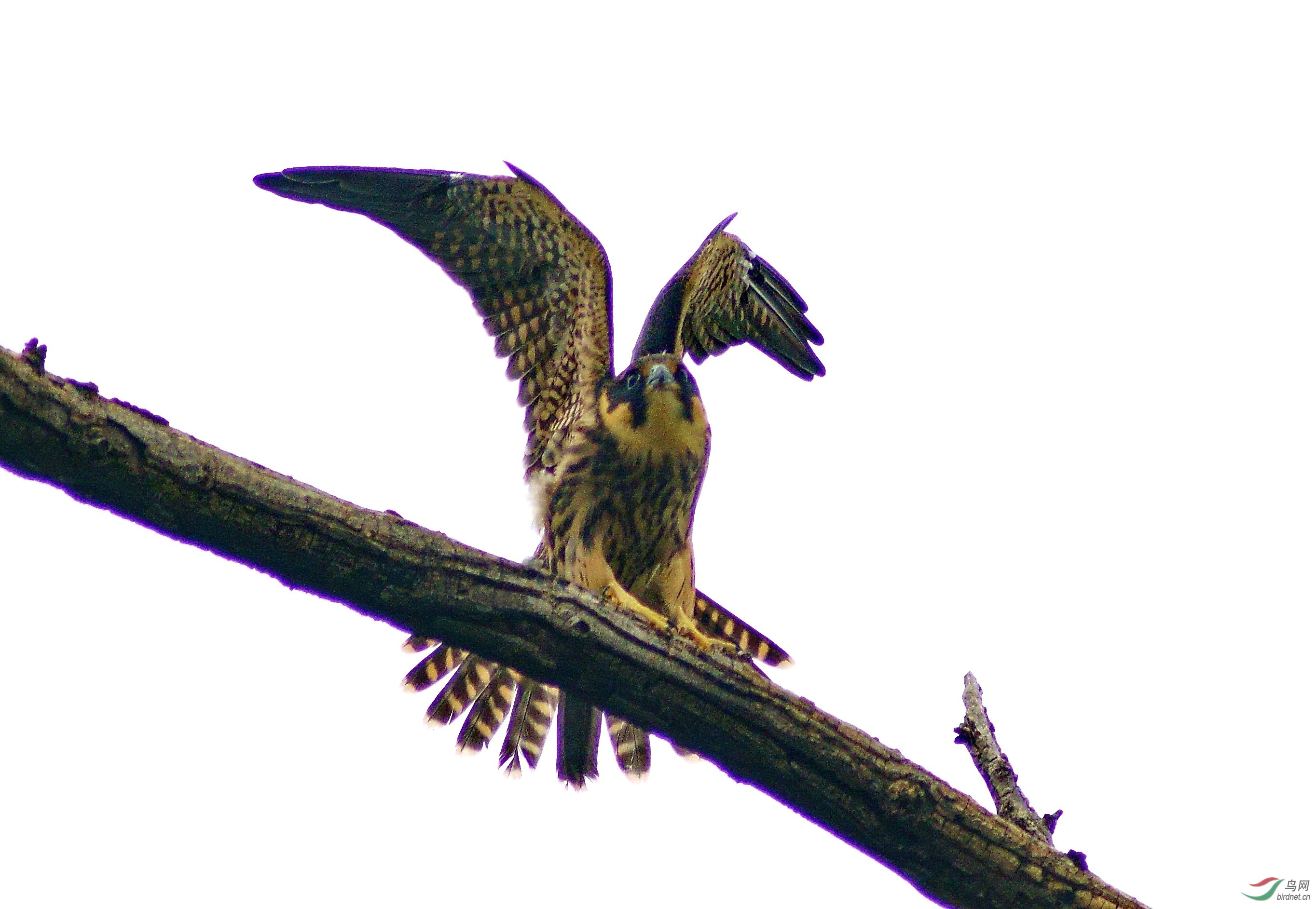 DSC03679jb2w.jpg