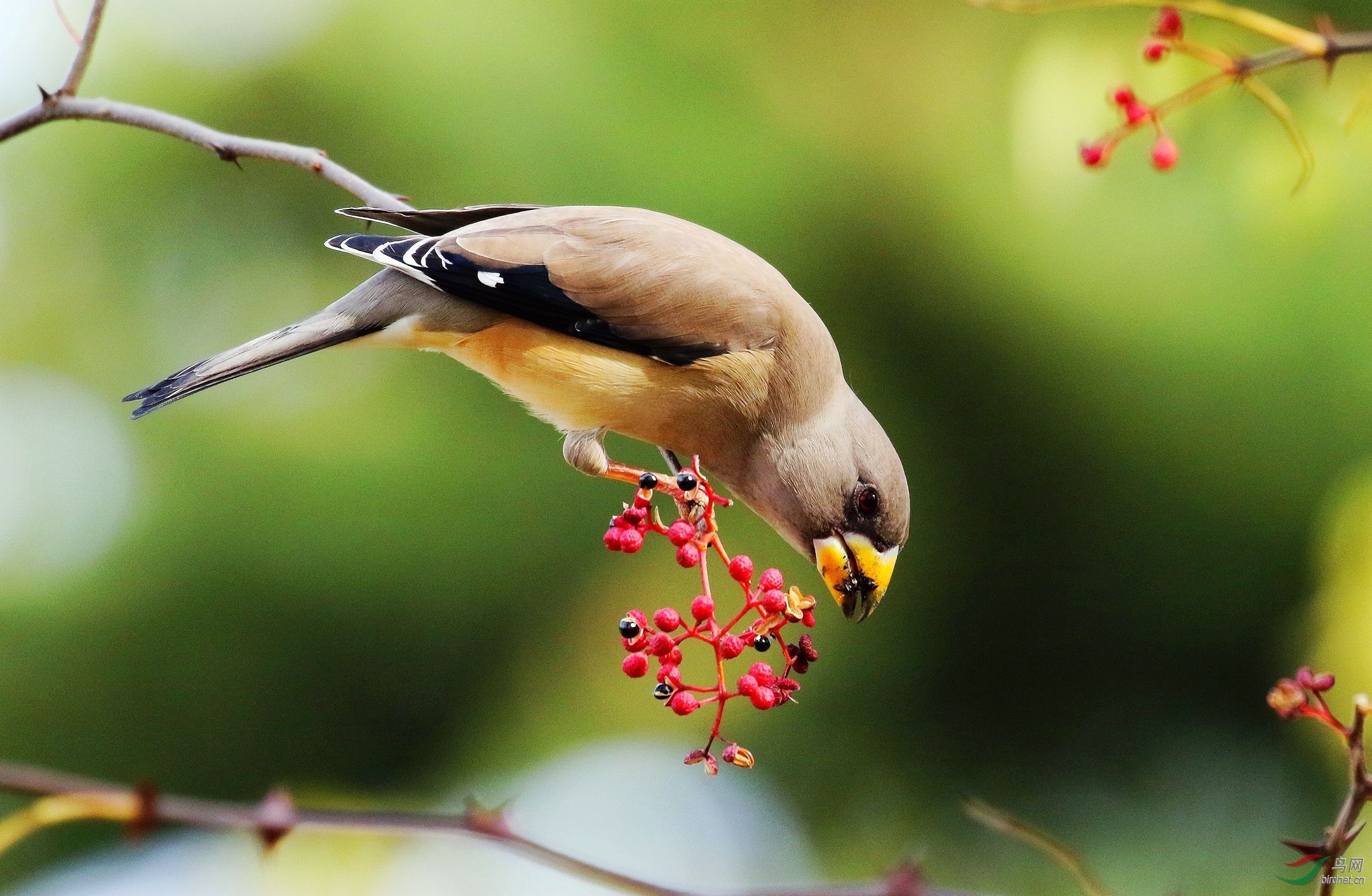 吃花椒籽黑了嘴