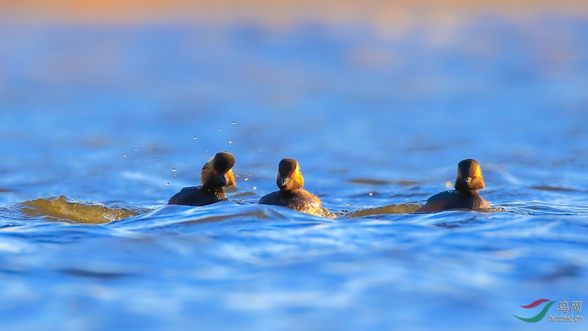 �ھ�����