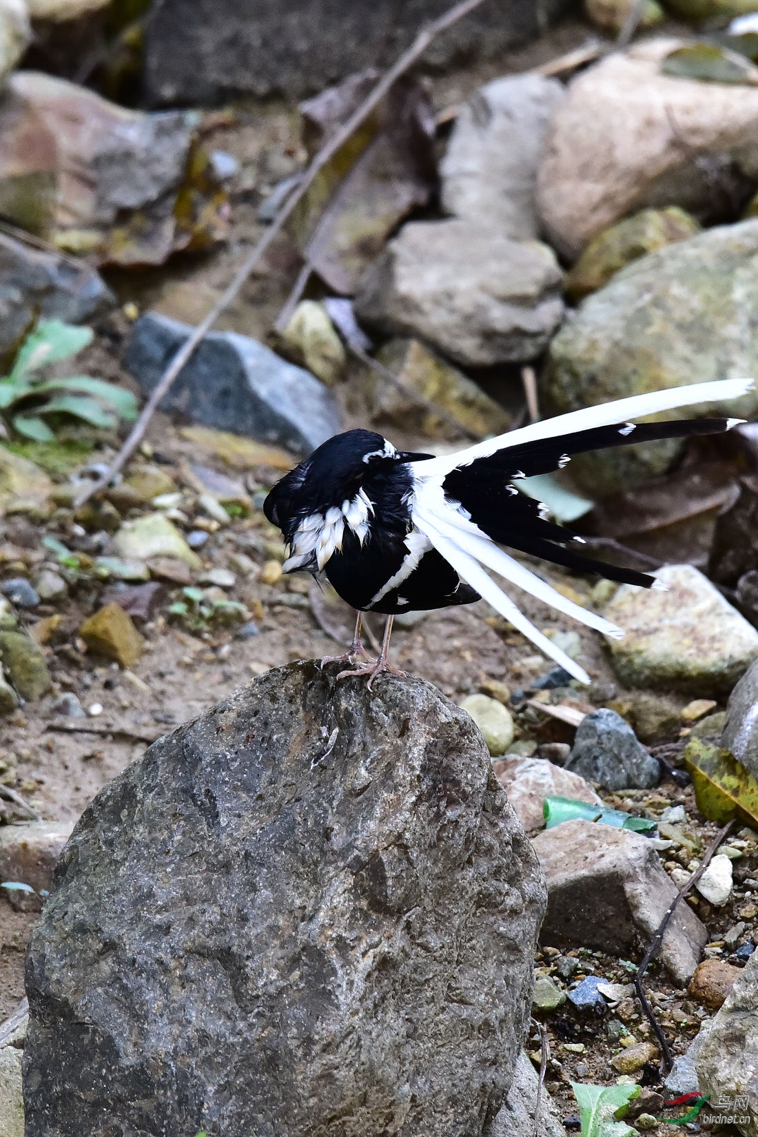 DSC_1106.JPG