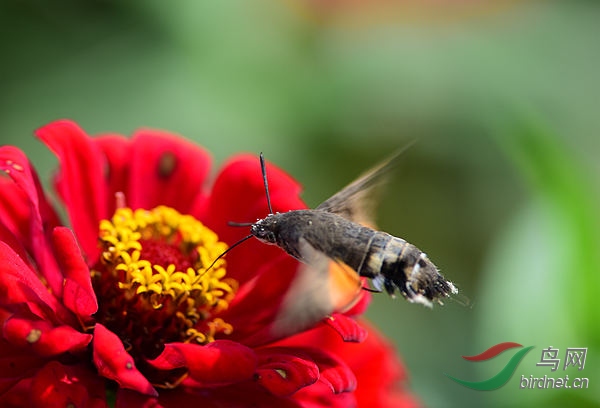 68.jpg