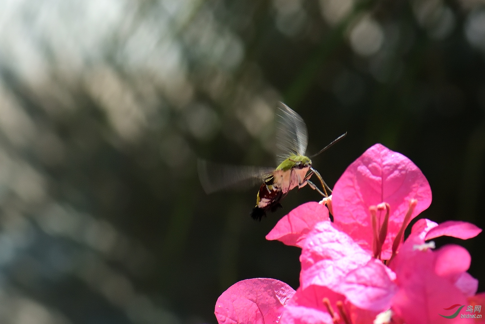 DSC_7532_00001_01.jpg