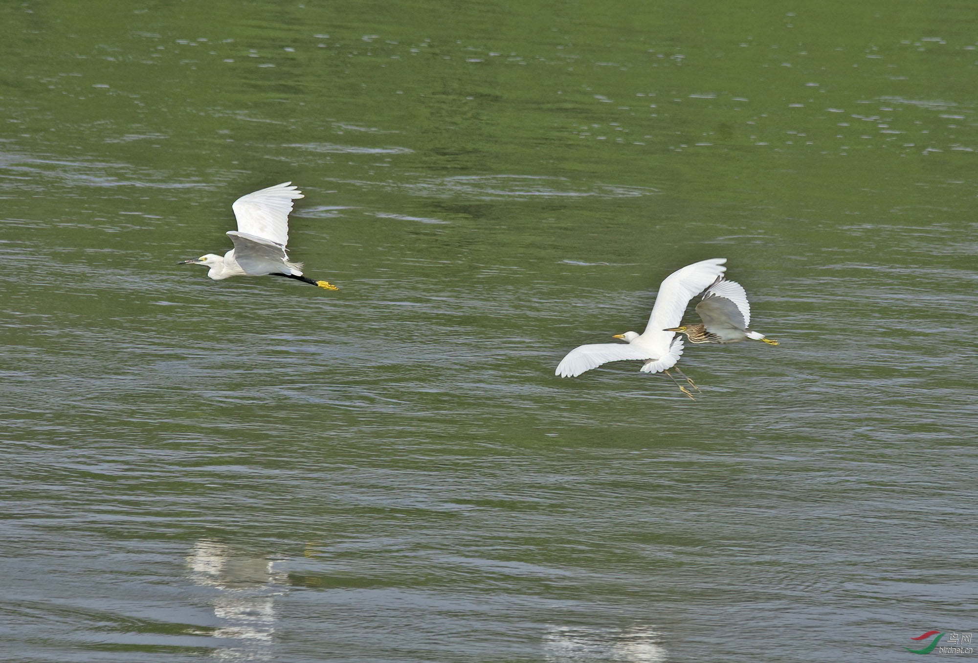 DSC_2525.jpg