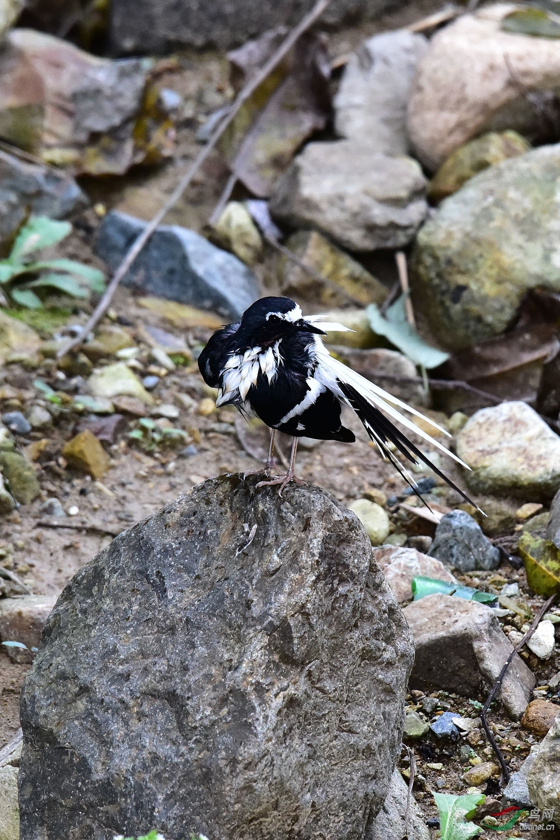 DSC_1109.JPG