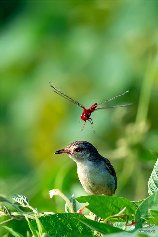 DSC_6333-2����.jpg