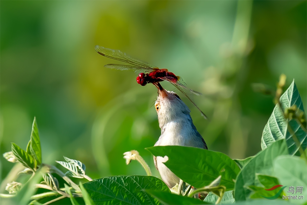 DSC_6334-5 ����.jpg