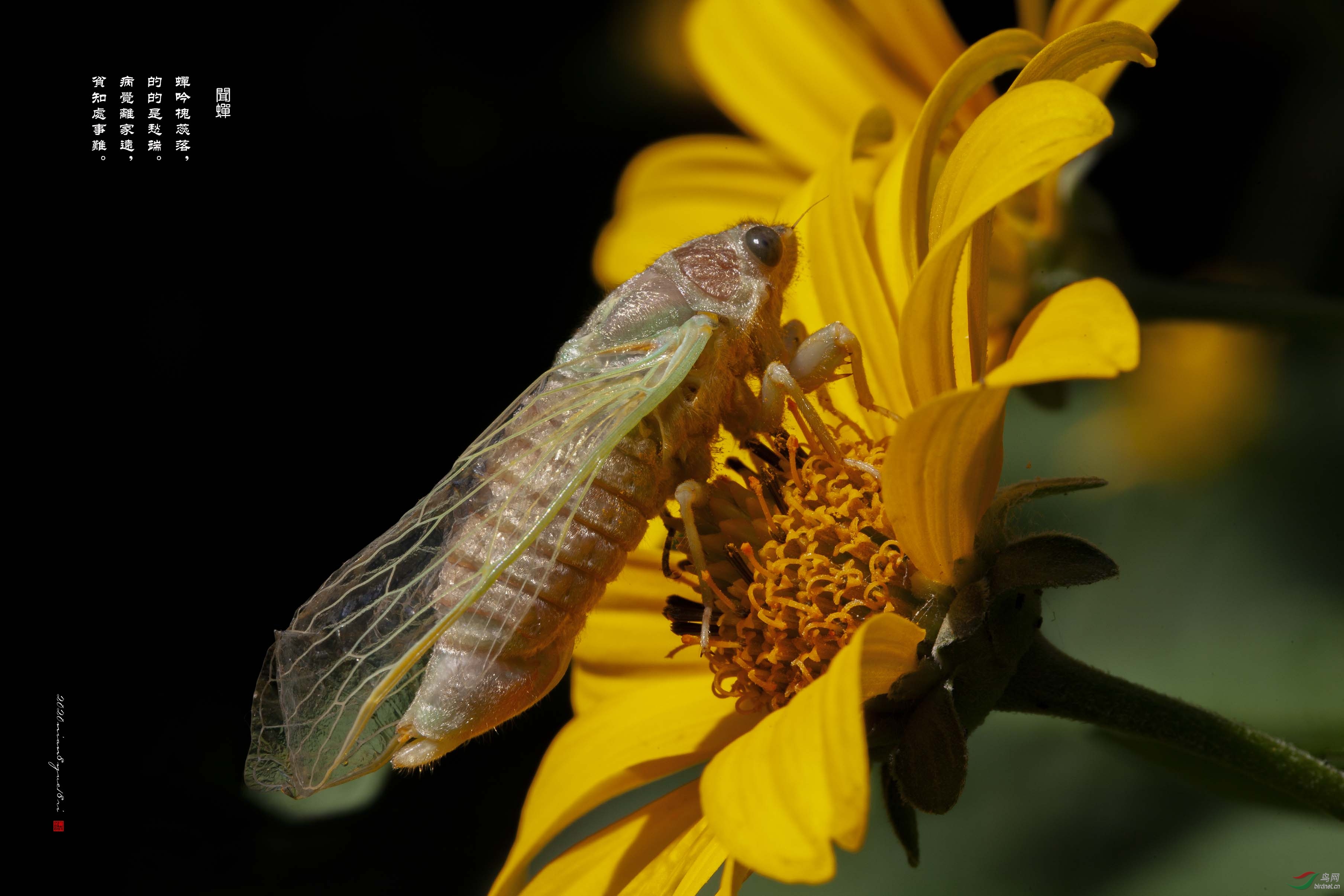 ��Ҷ��������-2020��8��18��