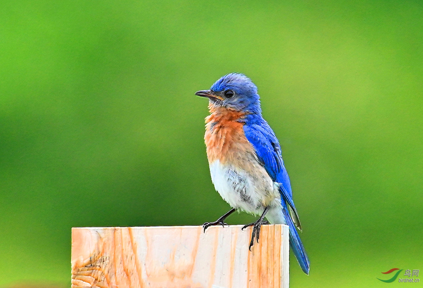 东方蓝鸟,eastern blue bird.