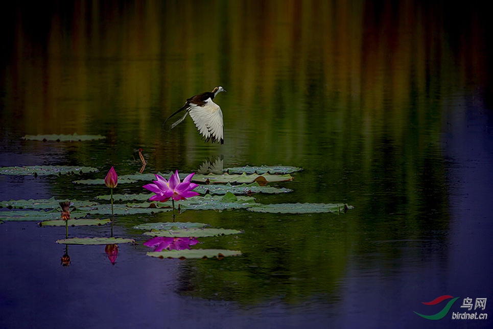 DSC_73630_DxO.jpg