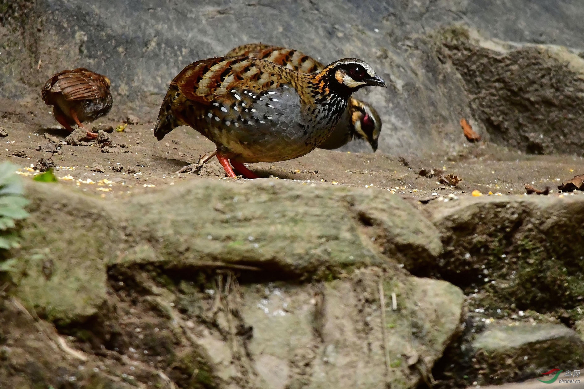 DSC_9759_����.jpg
