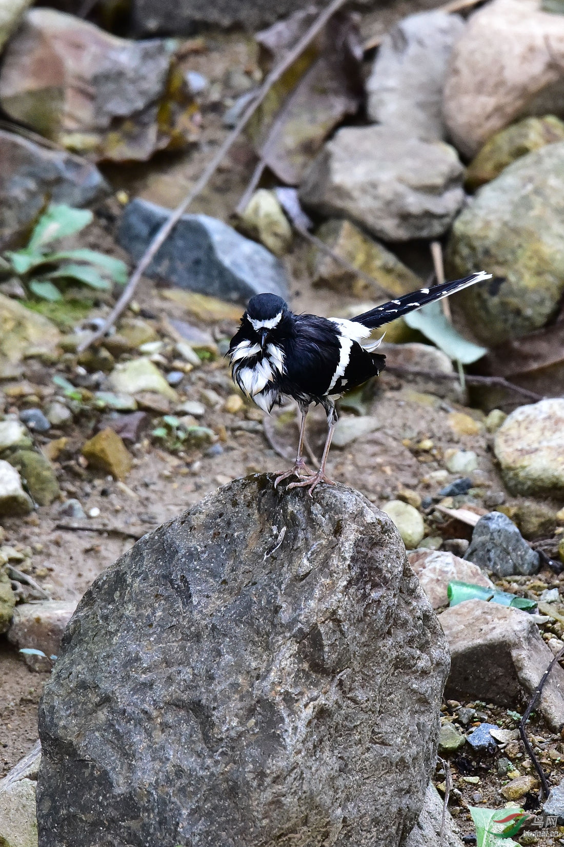 DSC_1117.JPG