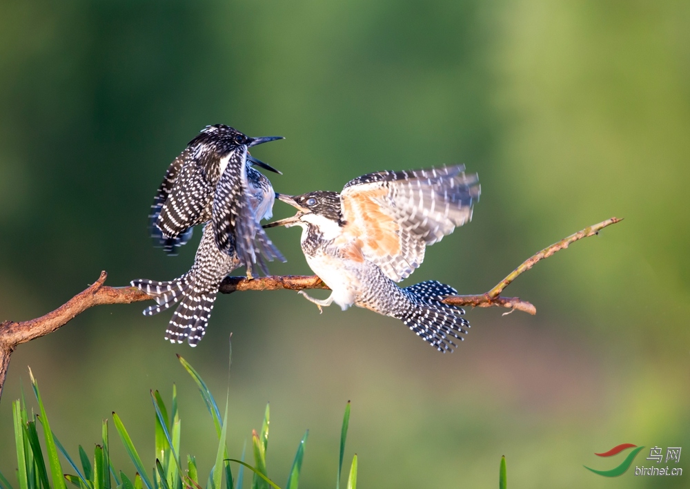 Ф���죨�ƺӻ����ˣ�  ����13953116216_����_����.jpg