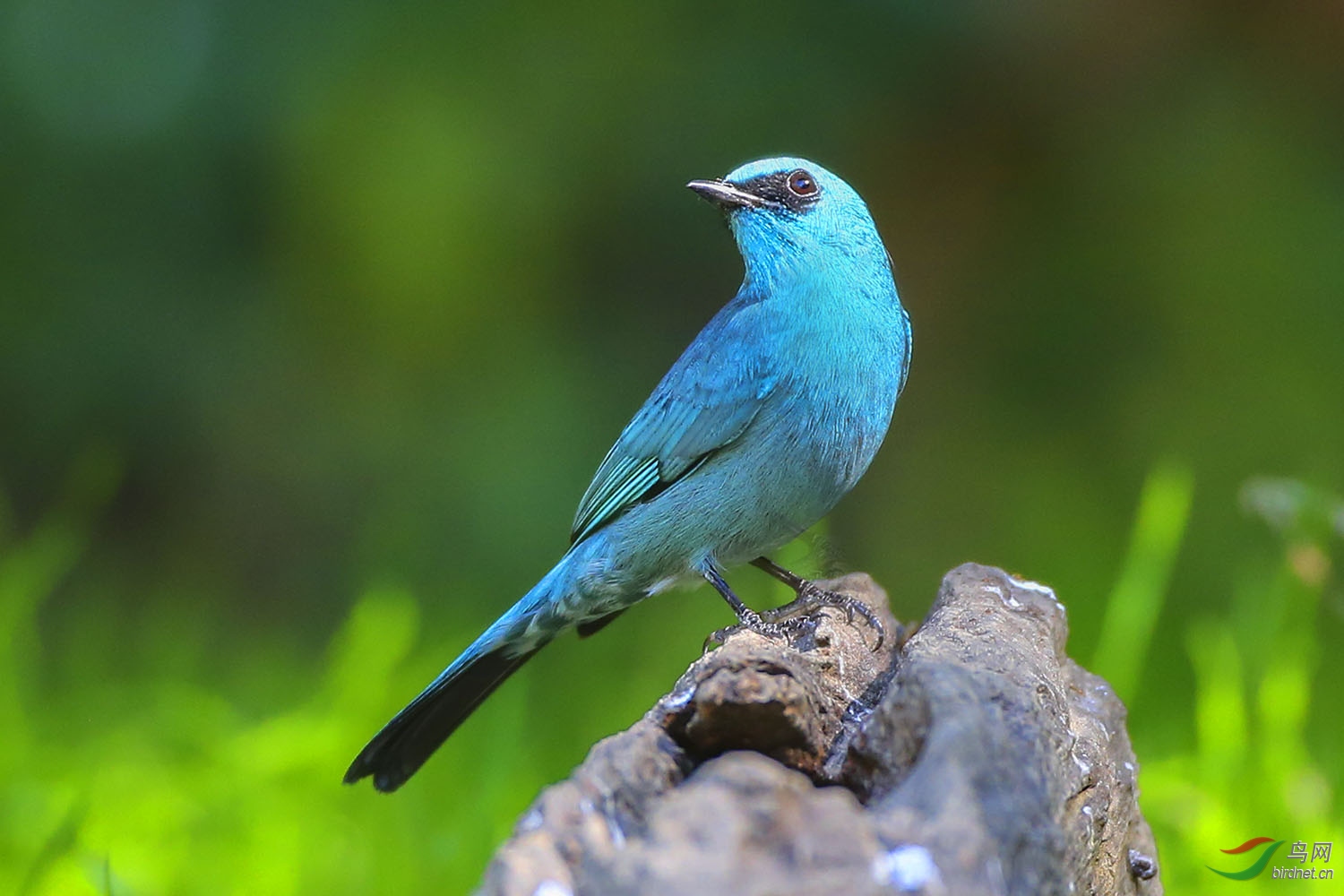 铜蓝鹟(荣获鸟类精华)