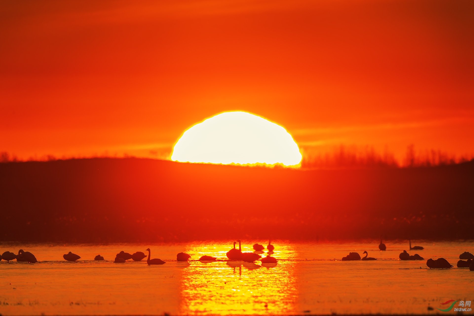 [水鸟] 日出扶桑一丈高--天鹅---(祝贺老师佳作荣获vip综合精华)