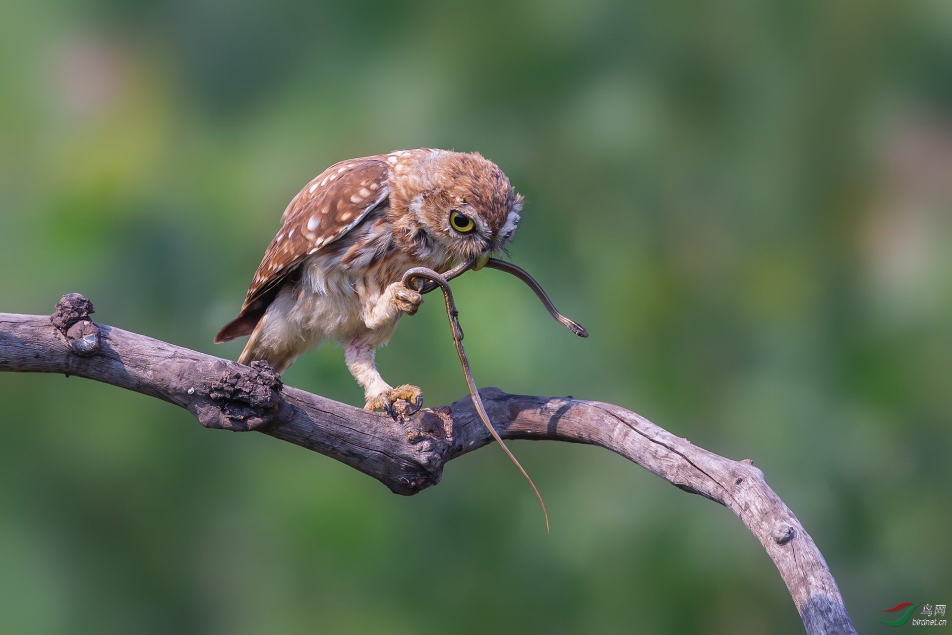 纵纹腹小鸮 (贺获鸟类精华)