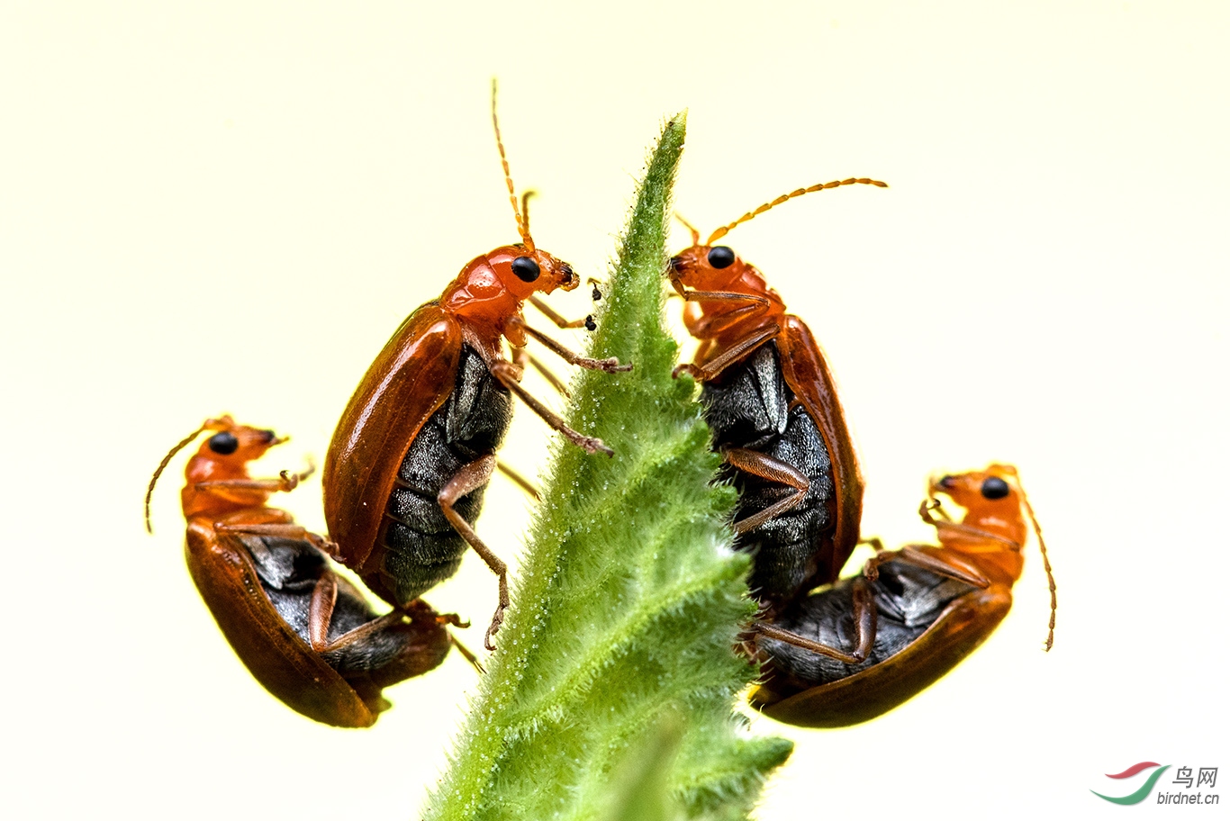 《浪漫的黄足守瓜》【贺获鸟网昆虫微距首页精华】