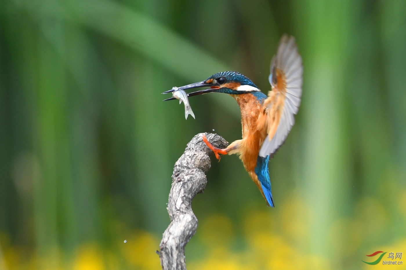 DSC_9783ss.jpg