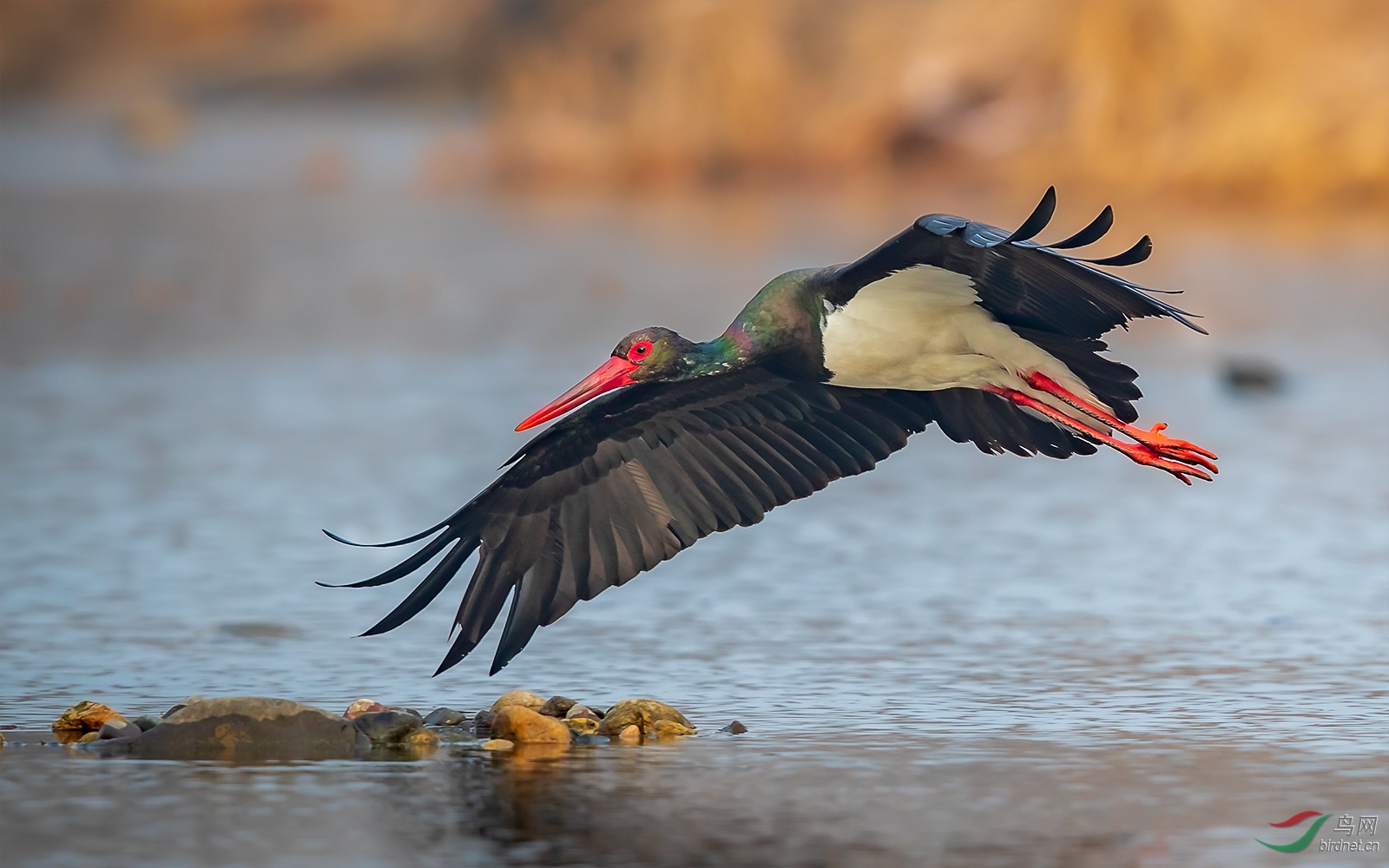 1DX_6329-1.jpg