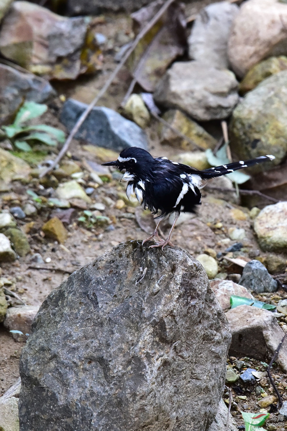DSC_1126.JPG