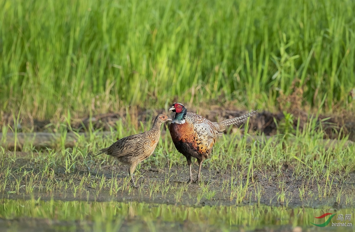 �����Ļ�