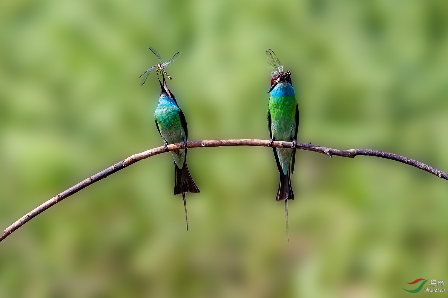 蓝喉宝石蜂鸟图片