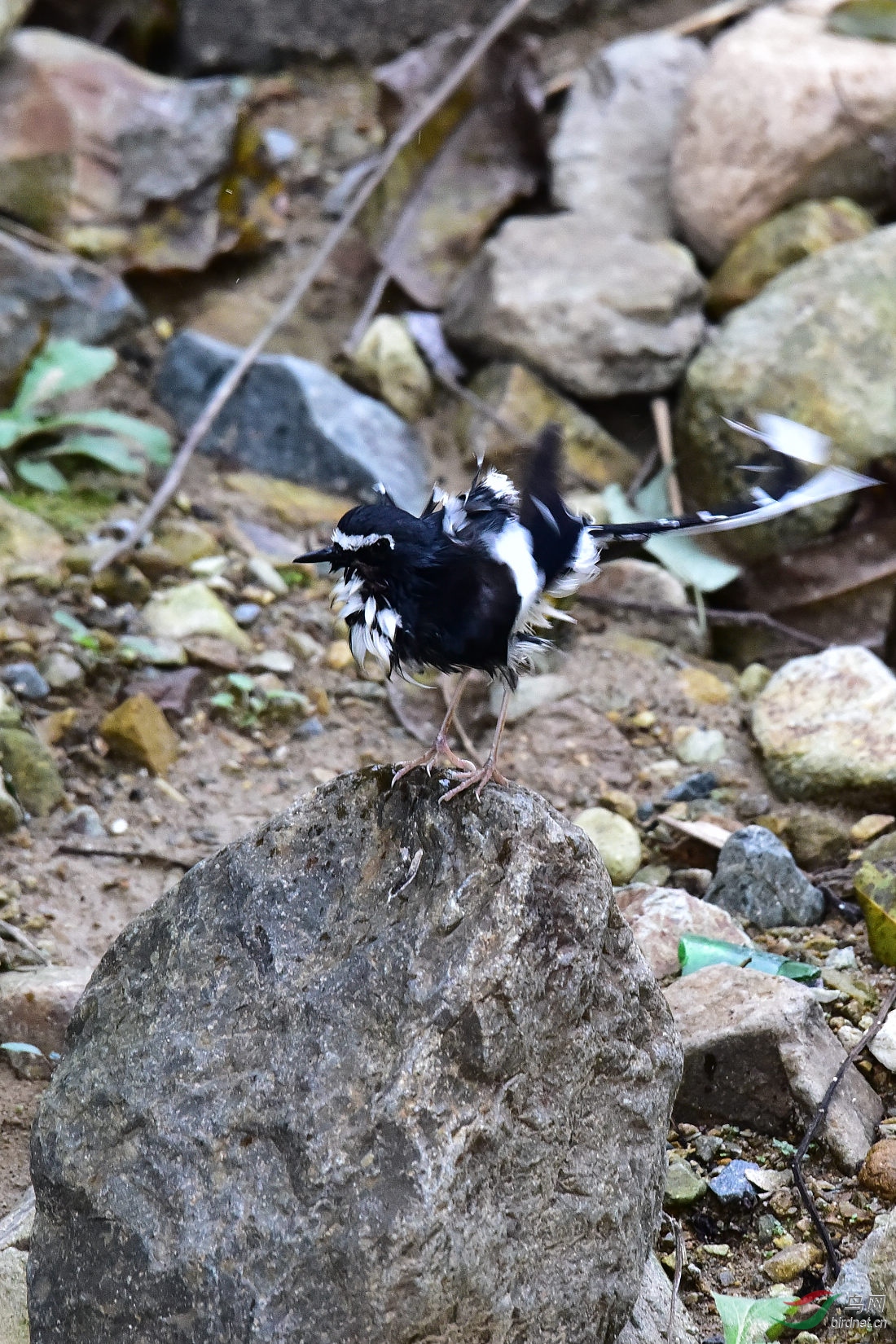 DSC_1130.JPG