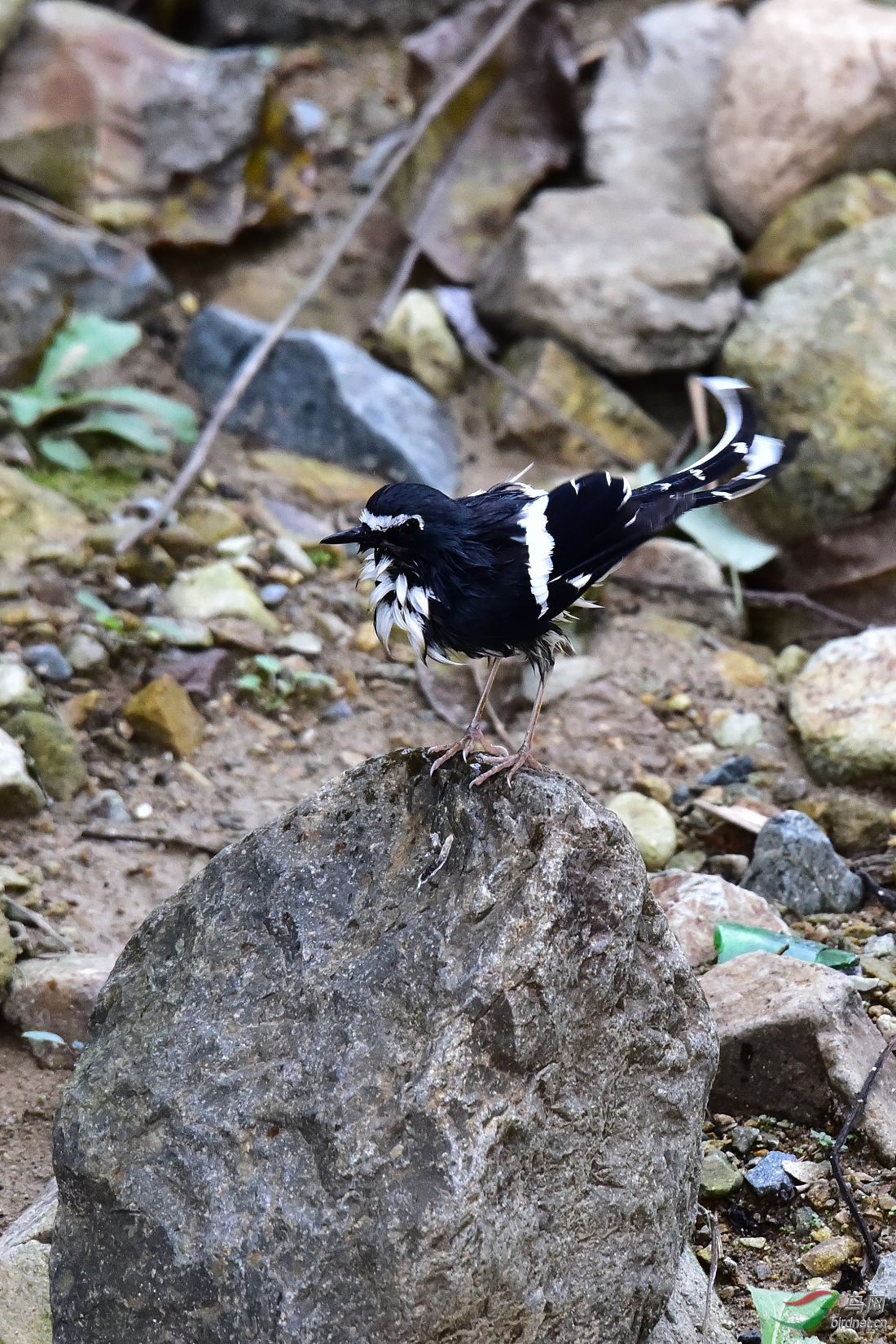 DSC_1132.JPG