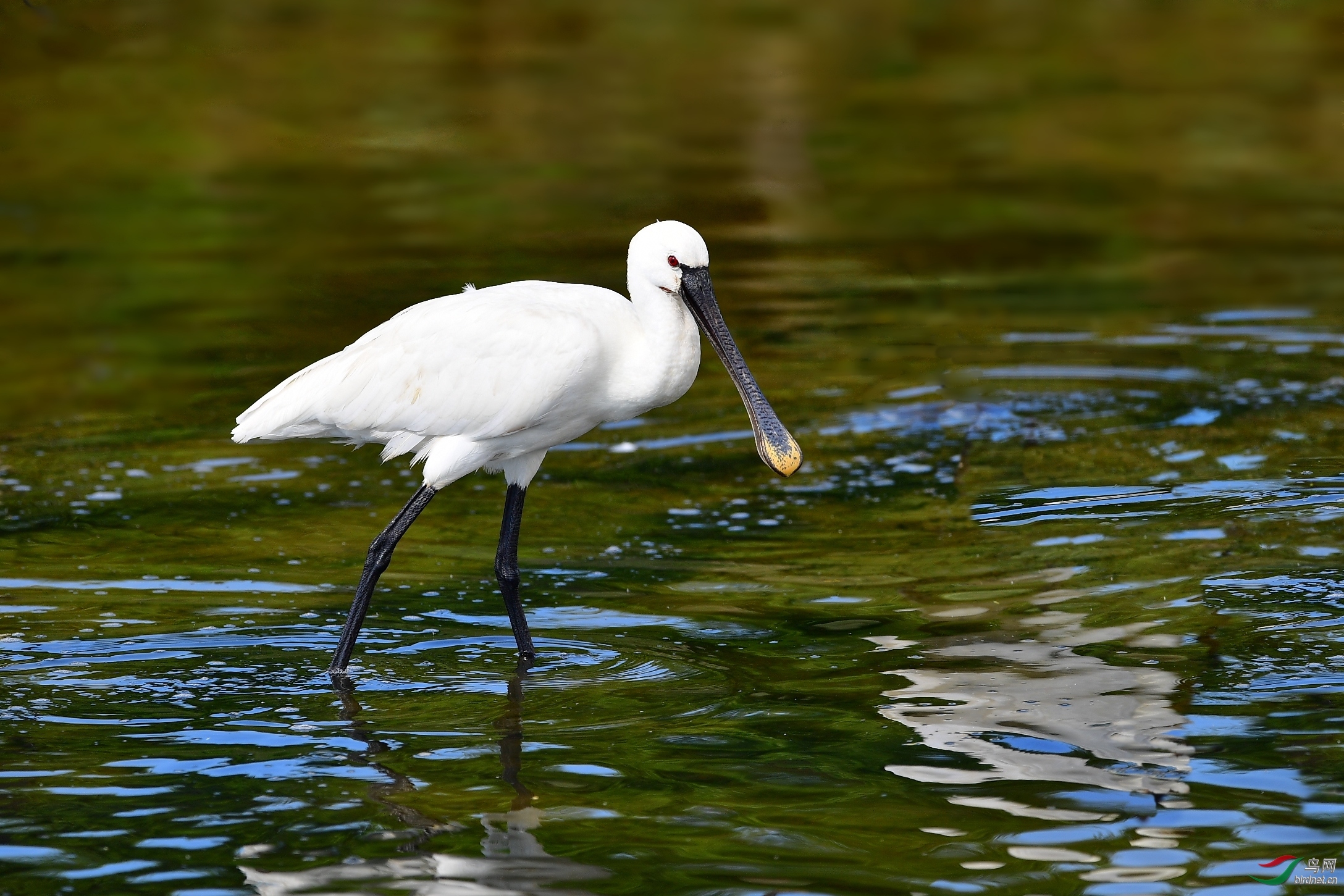 草木谷子老师作品---- 荷兰国鸟--白琵鹭 荣获2020年8月17日 图文精华