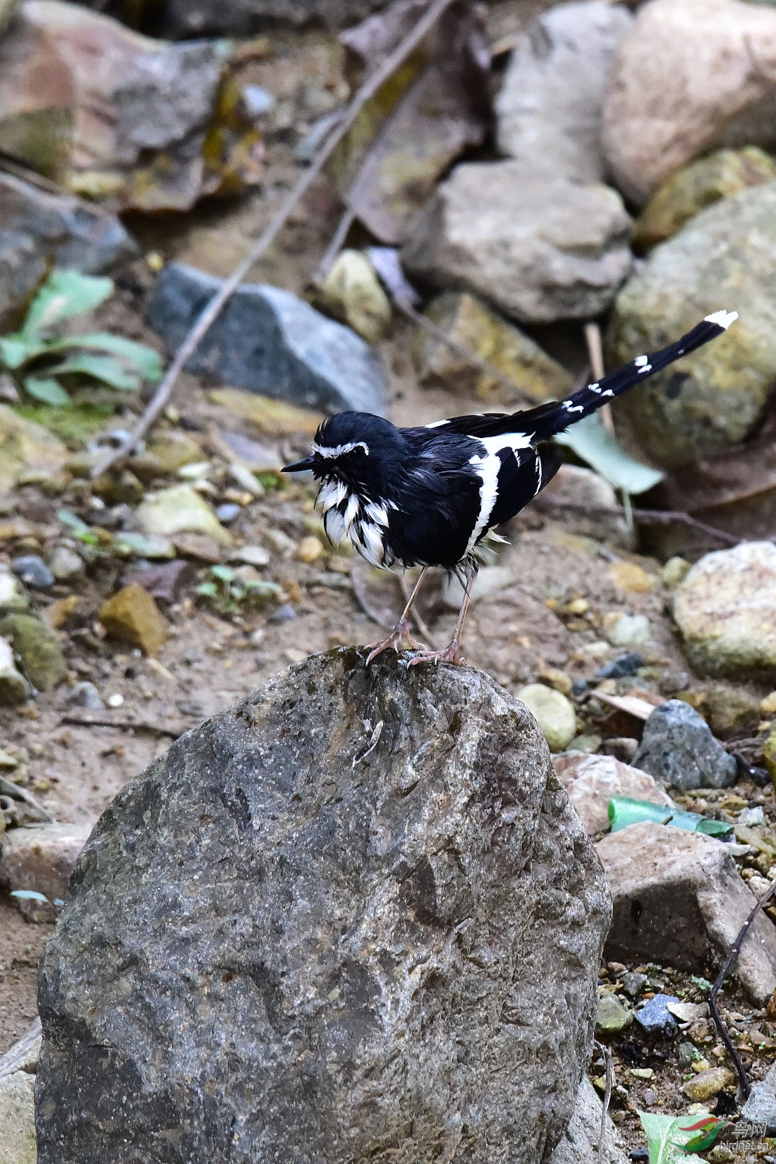 DSC_1134.JPG
