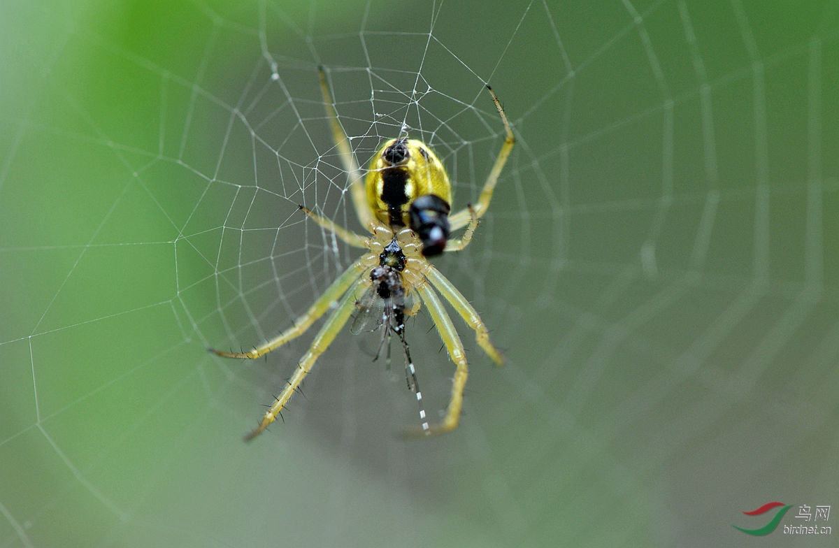 金丝蜘蛛