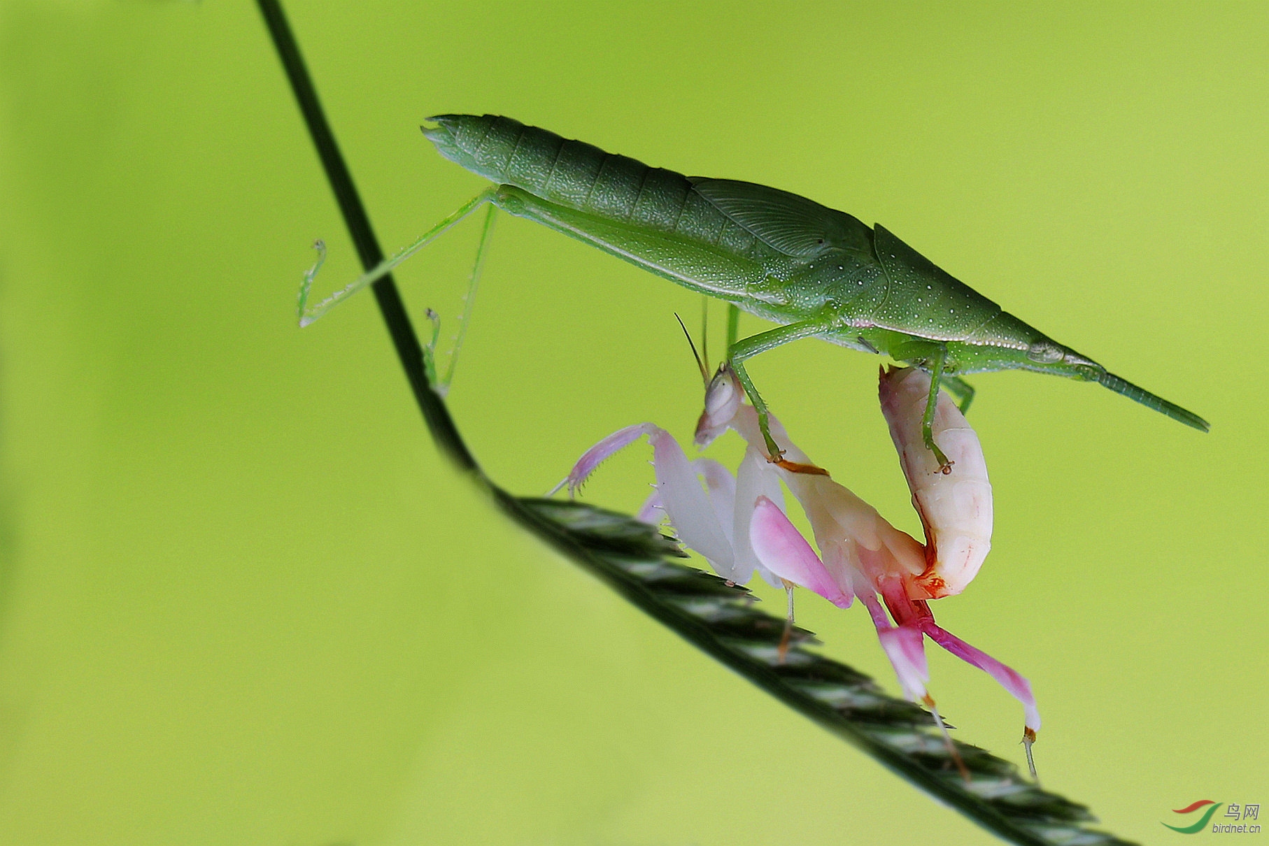 蚂蚱戏螳螂贺获鸟网昆虫微距首页精华