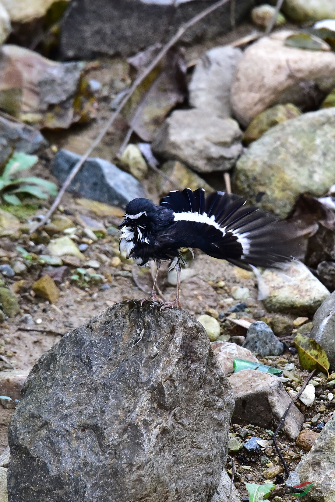 DSC_1135.JPG