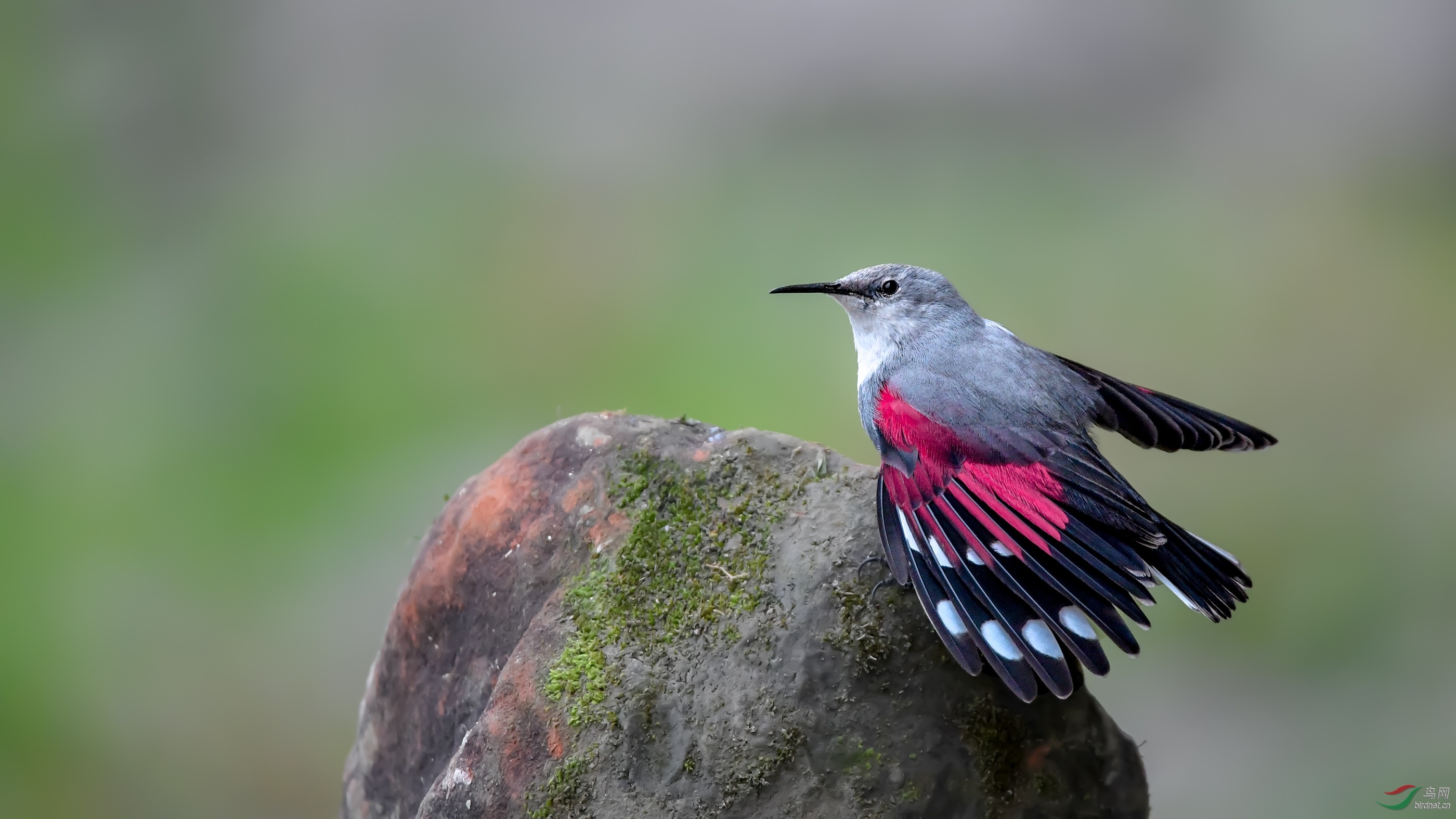 顾名思意——红翅旋壁雀