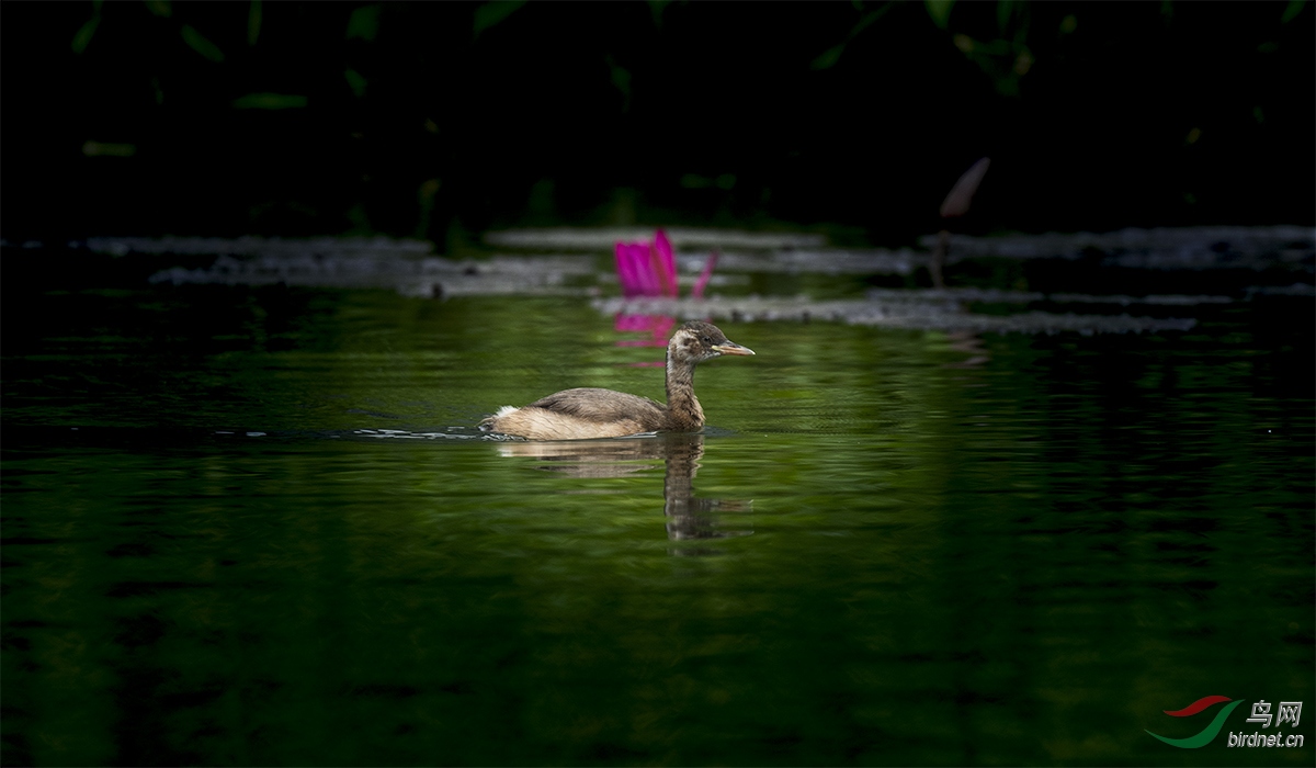 DSC_4437.jpg