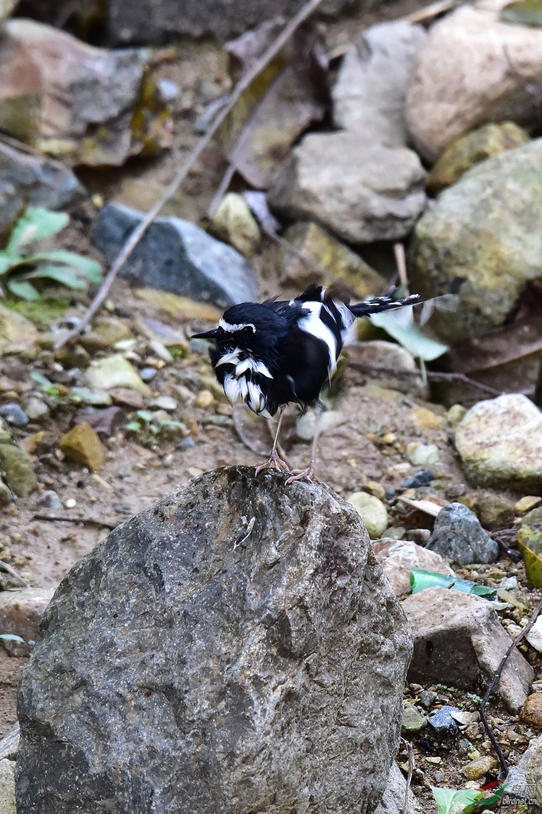 DSC_1137.JPG