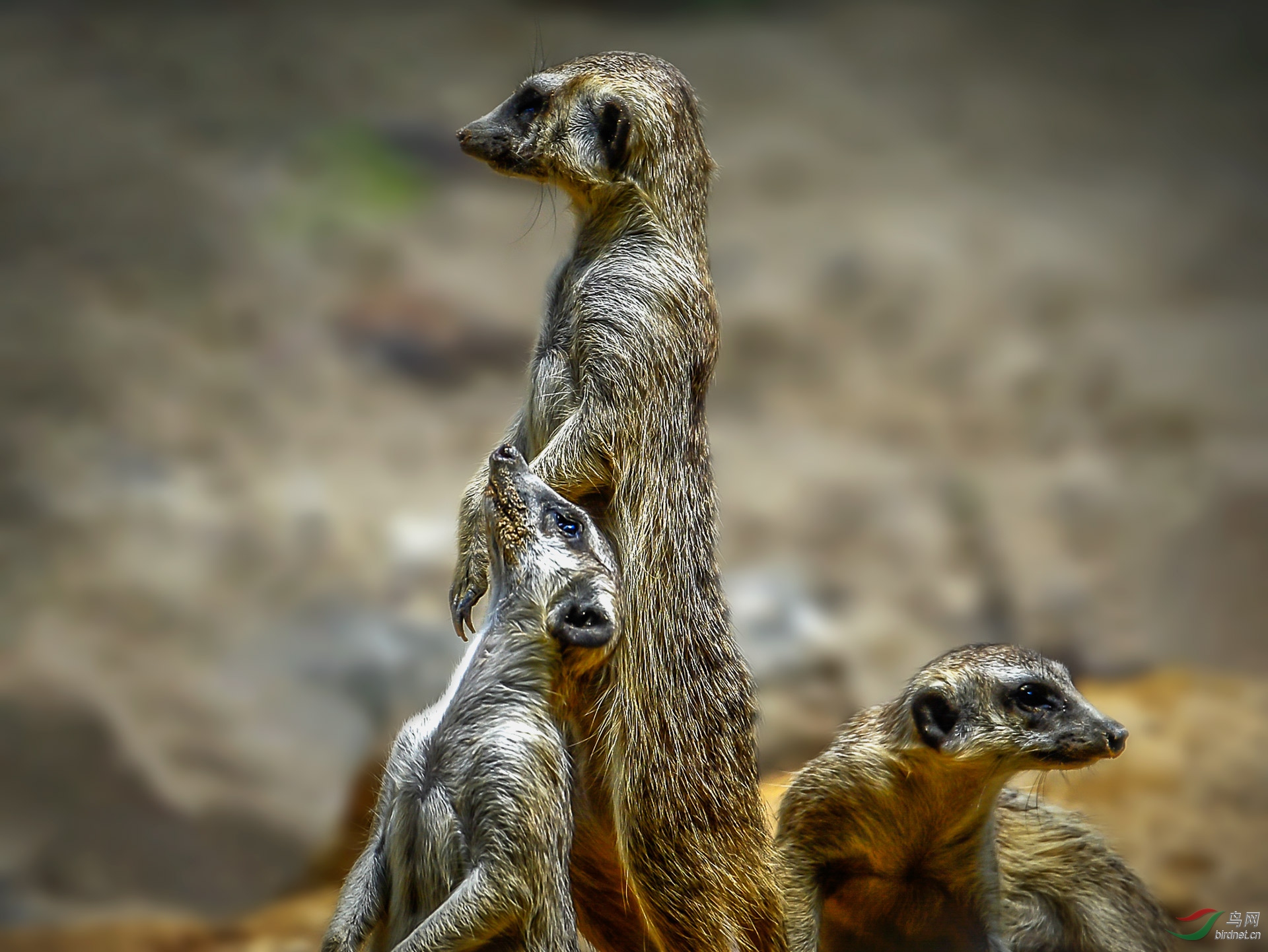 灰獴贺荣获首页精华