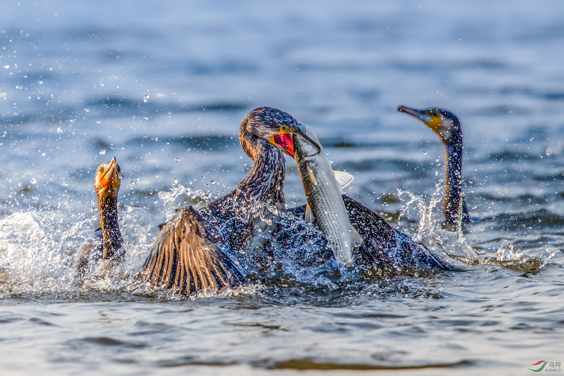 鸬鹚抓鱼祝贺老师荣获vip综合精华