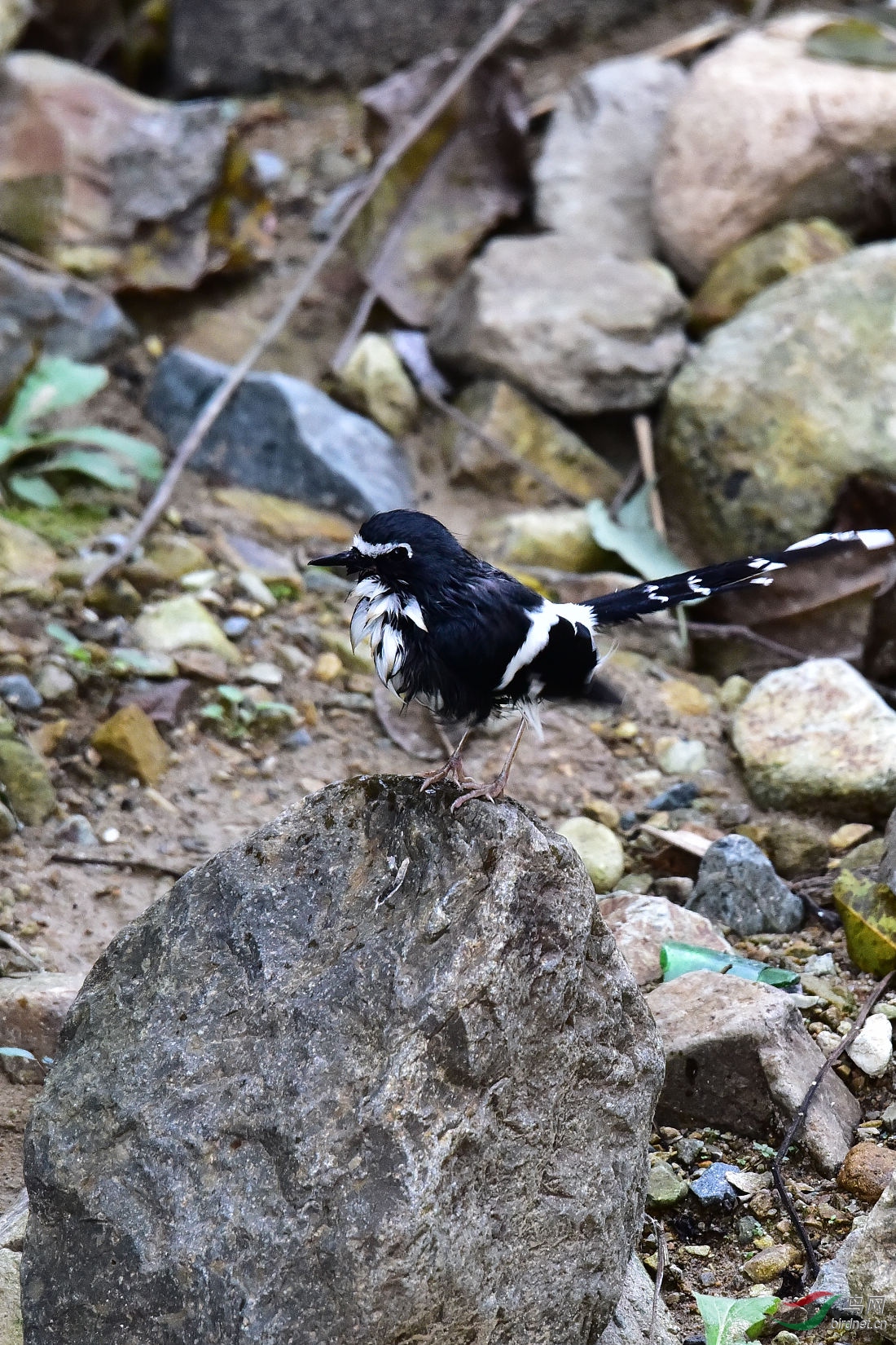 DSC_1139.JPG