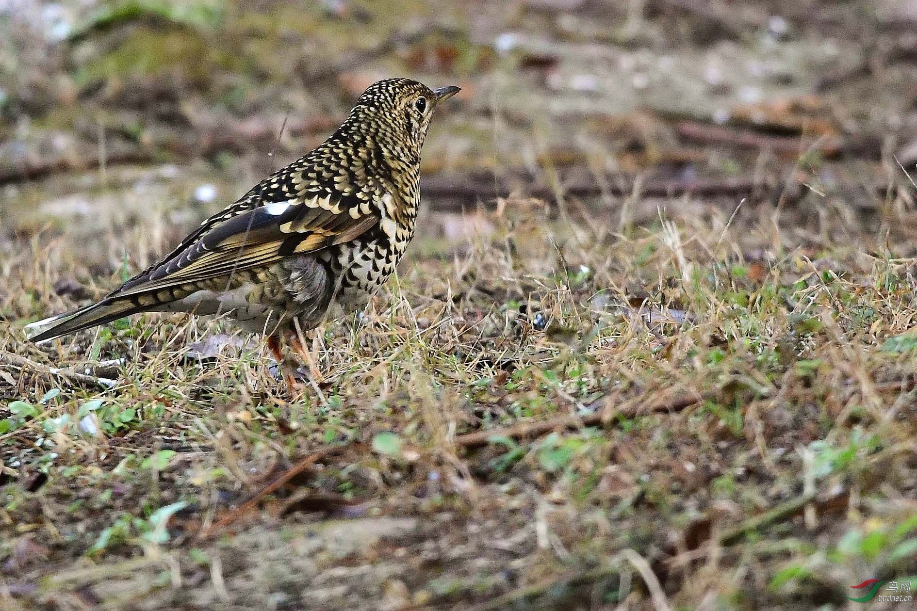 虎斑地鸫