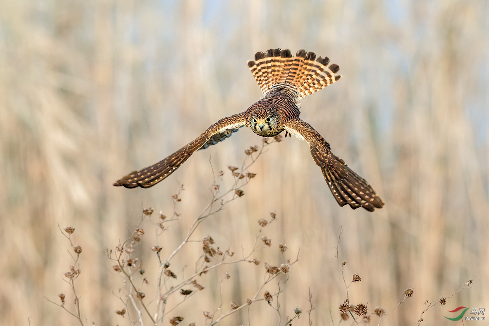 直面俯冲(红隼)