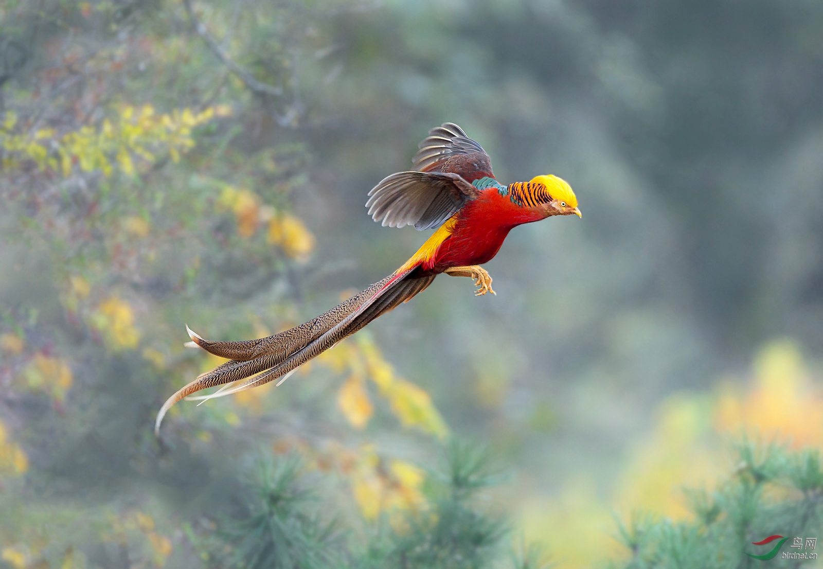 金凤起舞(荣获鸟类精华)