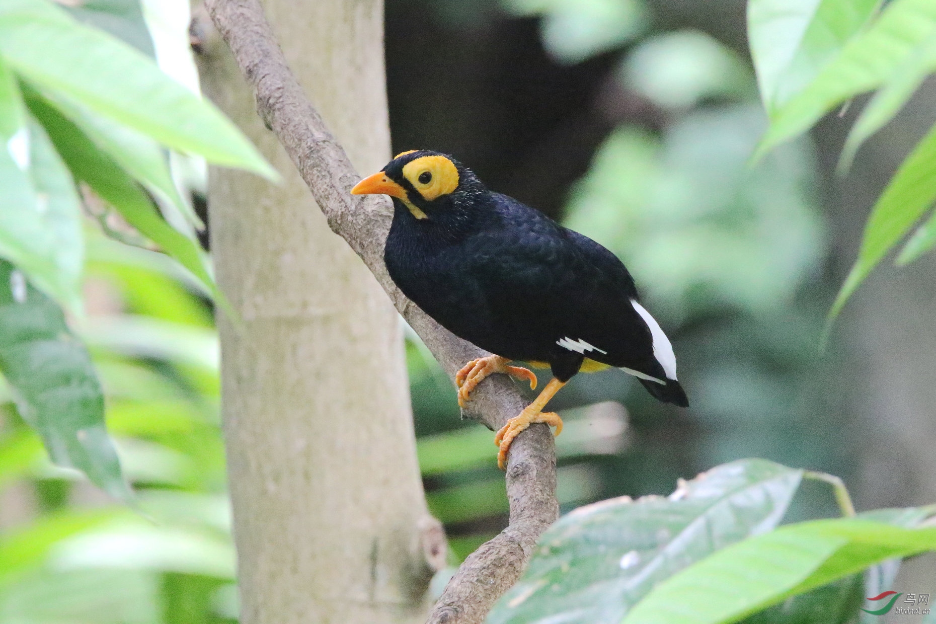 每日一鸟----黄脸树八哥