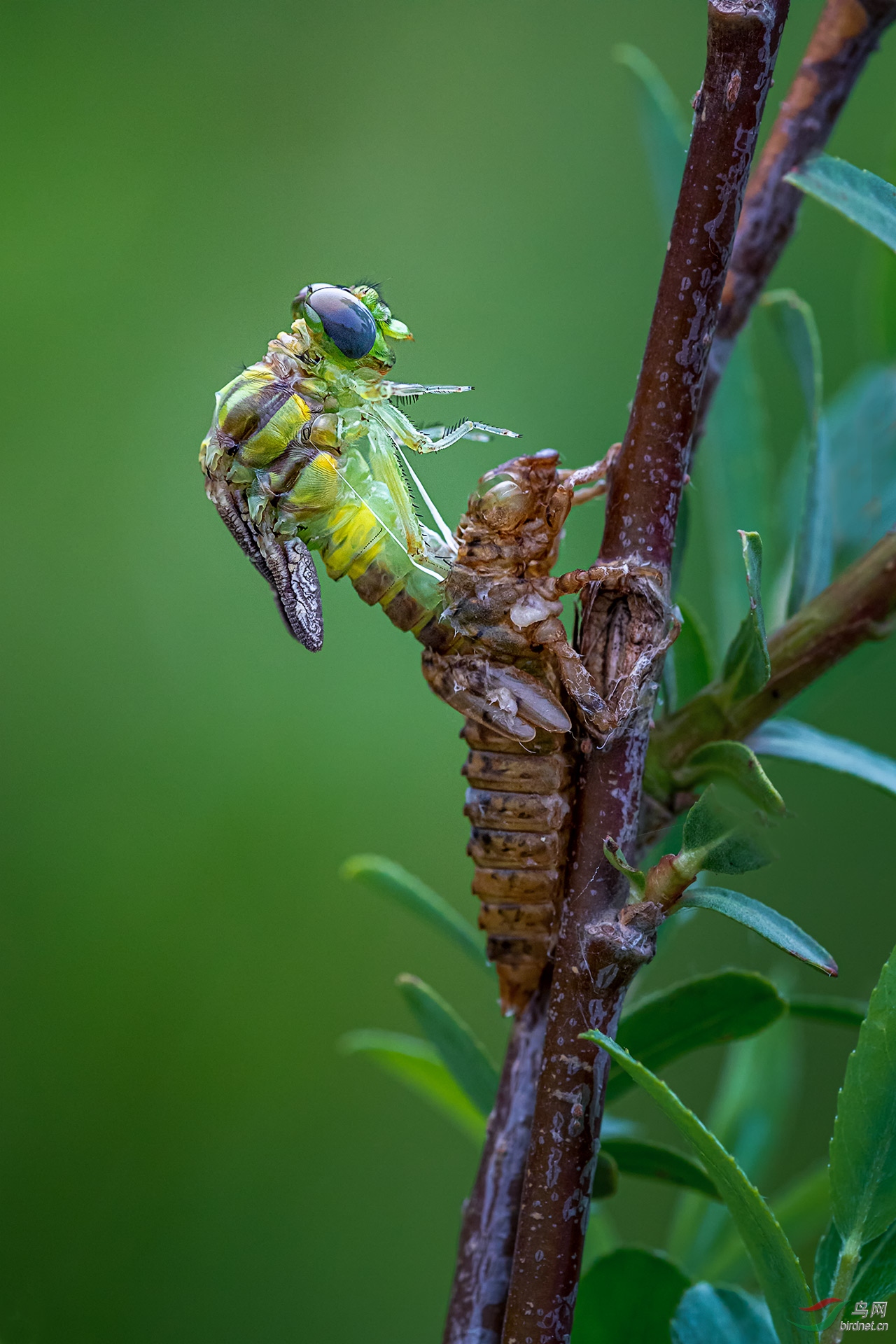 蜻蜓羽化【贺获鸟网昆虫微距首页精华】