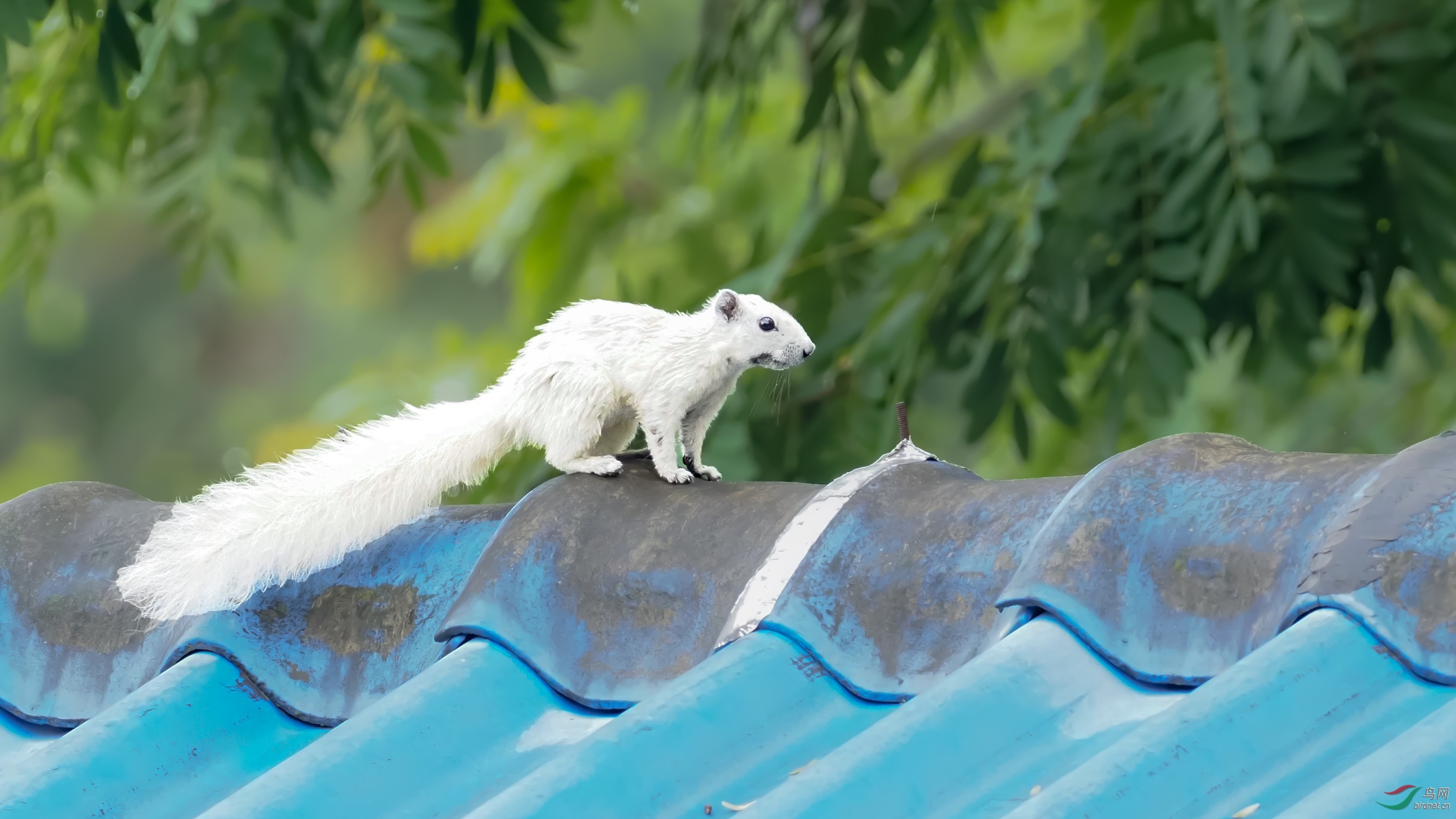 白背松鼠,屋顶秀酷!